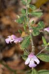 Florida calamint